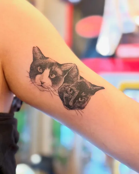 ハチワレと黒サビの猫