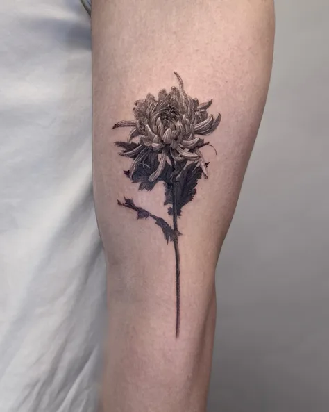 菊