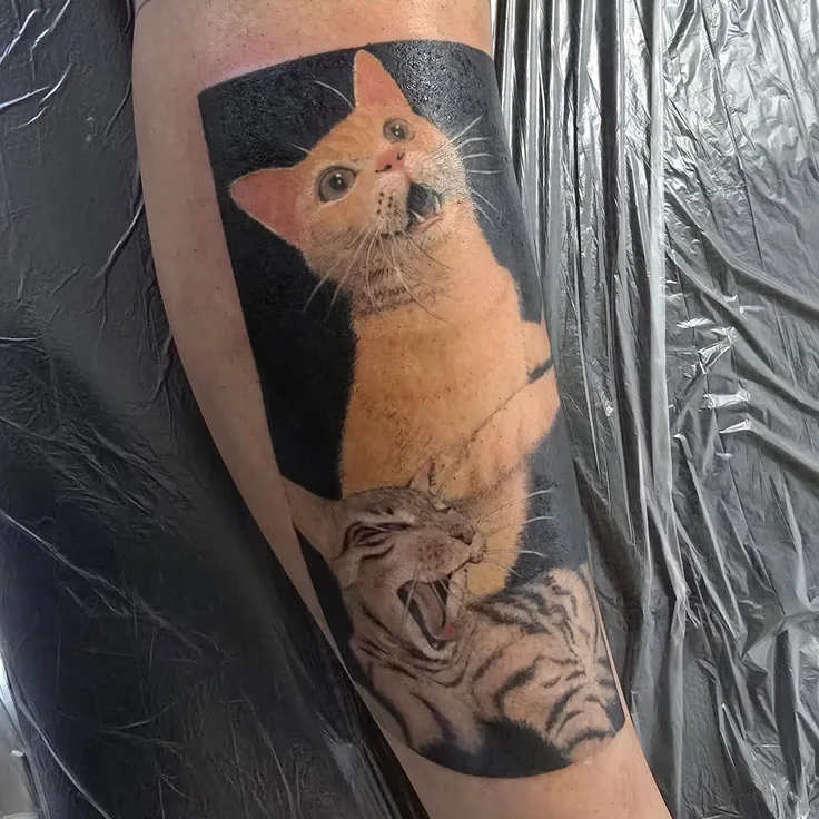 猫
